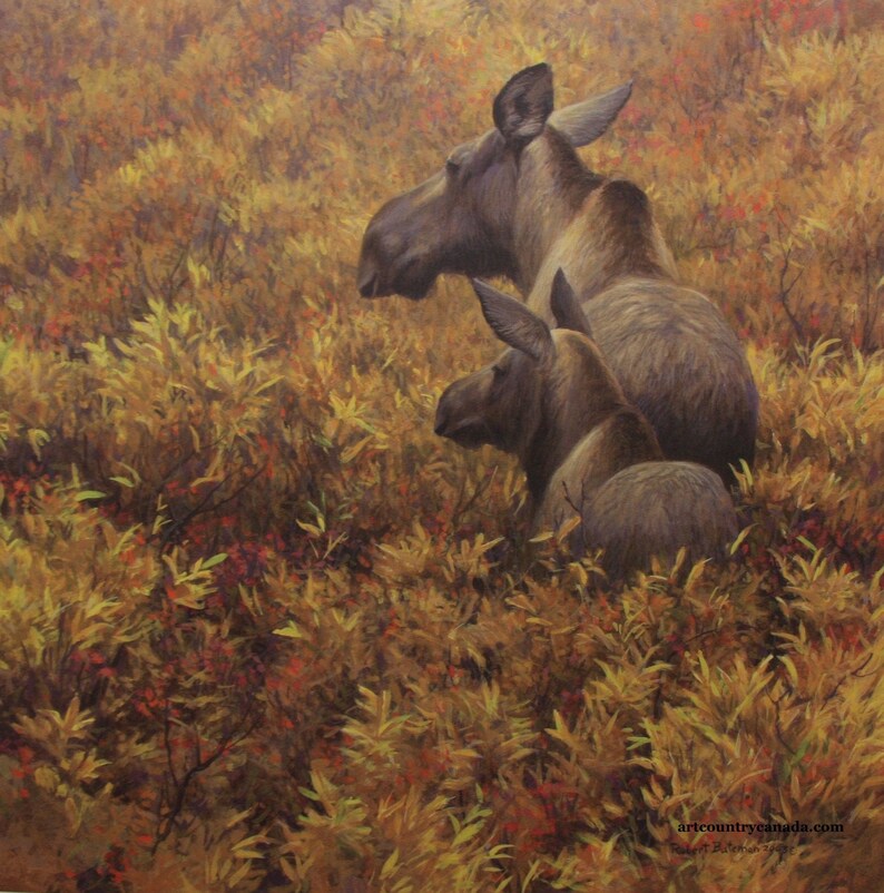 Bateman Fall Forage Moose Cow AMPERSAND Calf